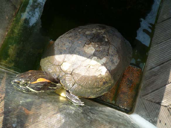 亀の水槽に日陰を作りました 亀の飼育日記